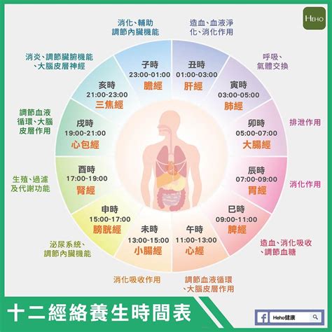 十二經絡養生時間表|十二經絡走向動畫圖